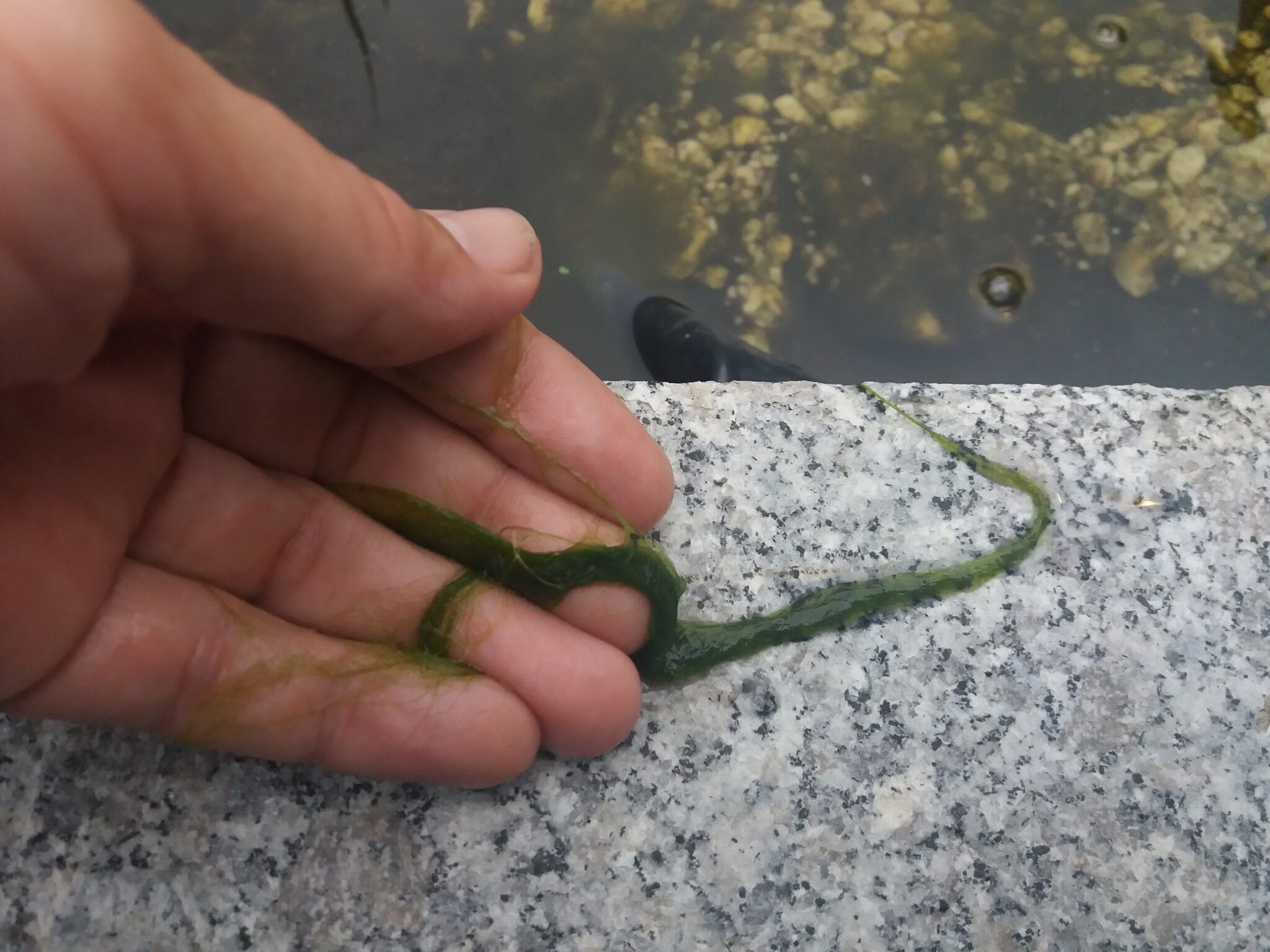 Was tun gegen Fadenalgen im Teich? Jawina