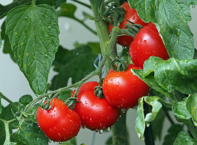 dünger-tomaten
