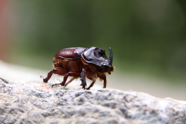 kleine-käfer-wohnung
