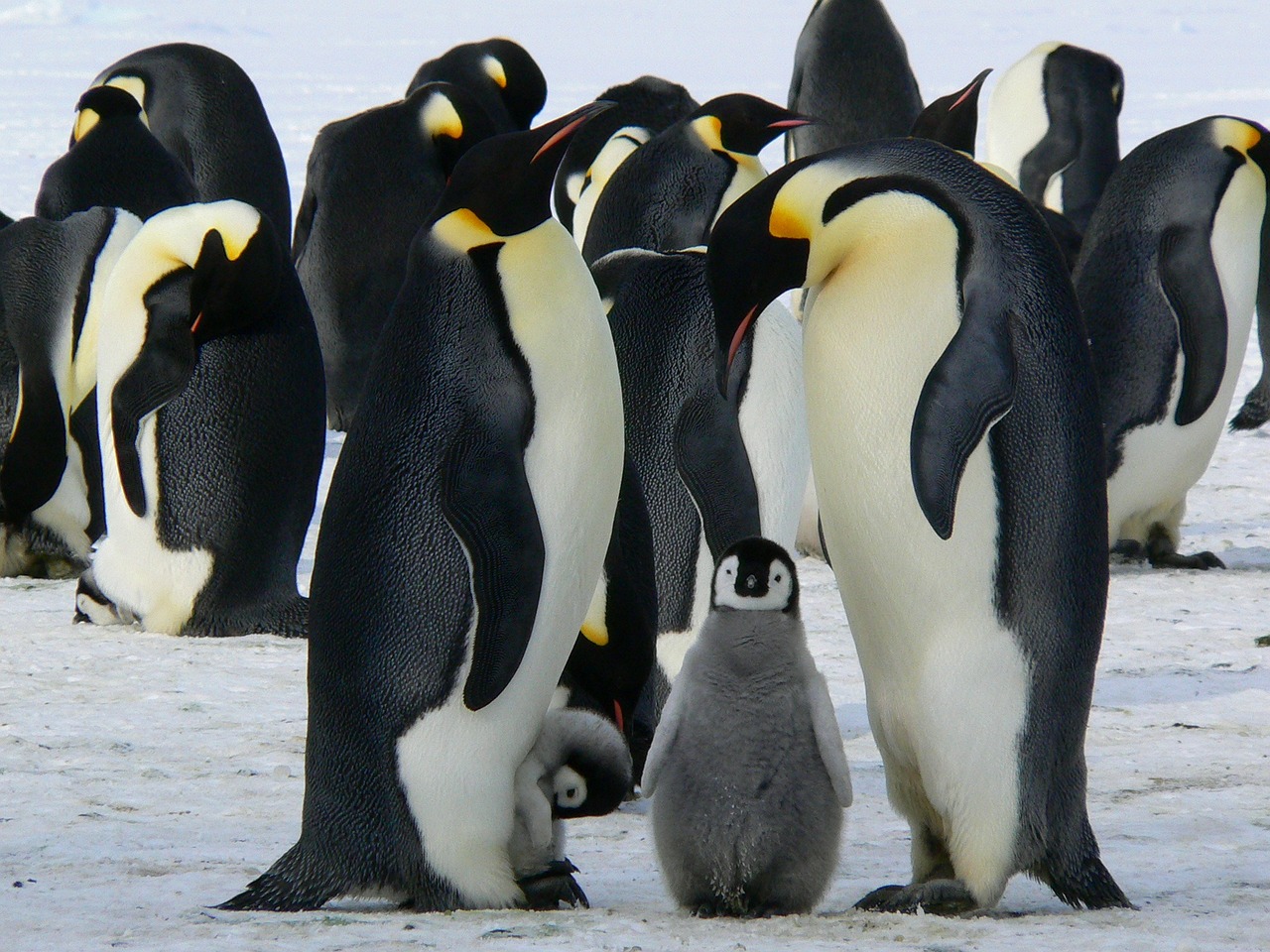 Wo Leben Pinguine Alle Infos Zum Lebensraum Von Pinguinen