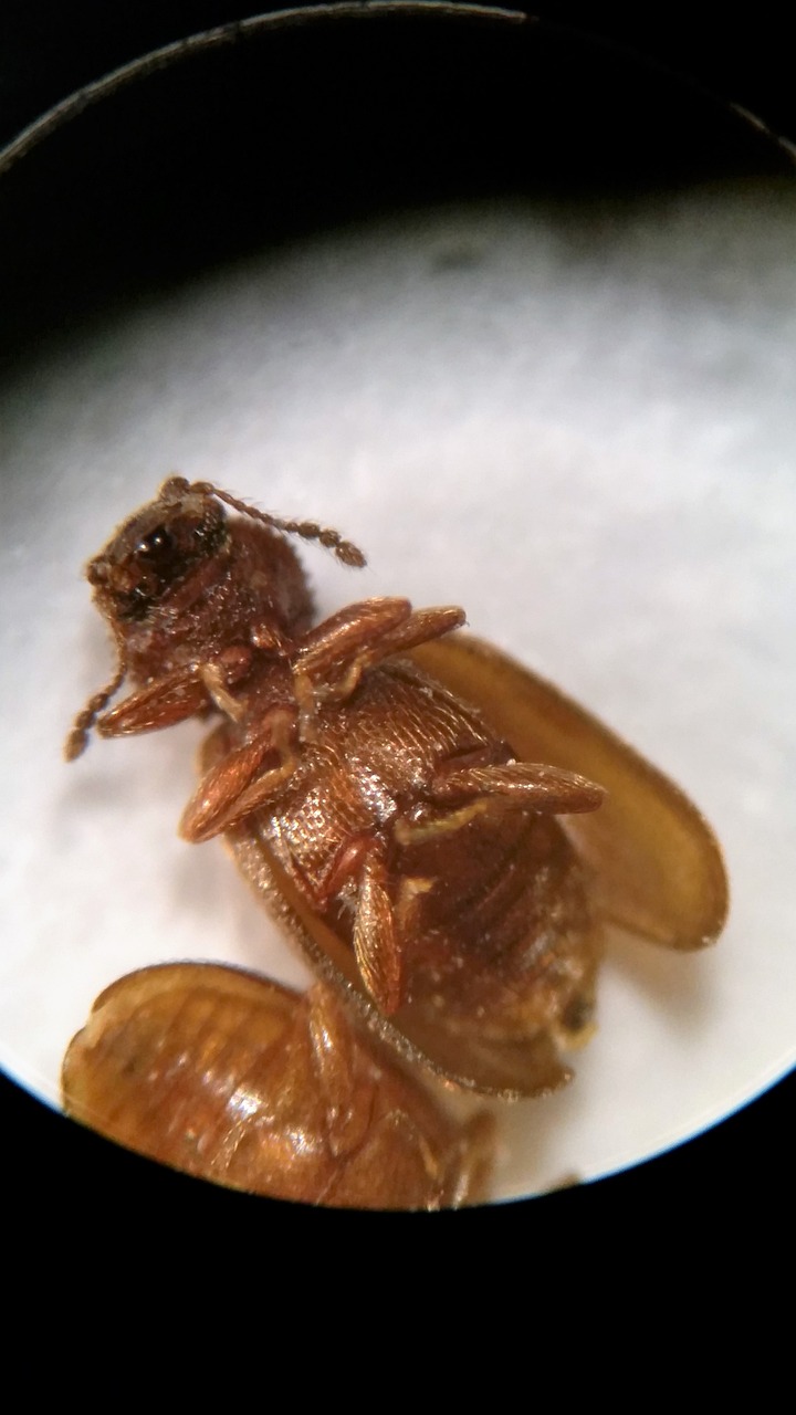 kleine braune käfer