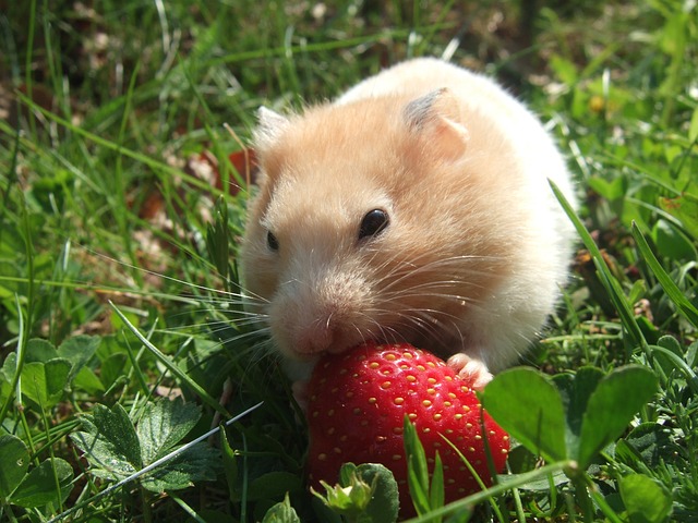 hamster-erdbeere