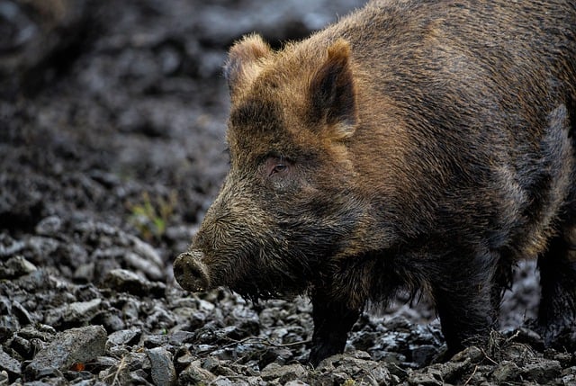 Wildvergrämungsmittel selber machen