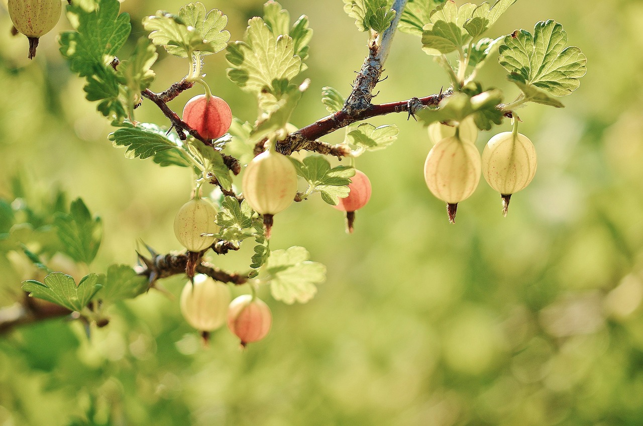 gooseberry, fruits, tree