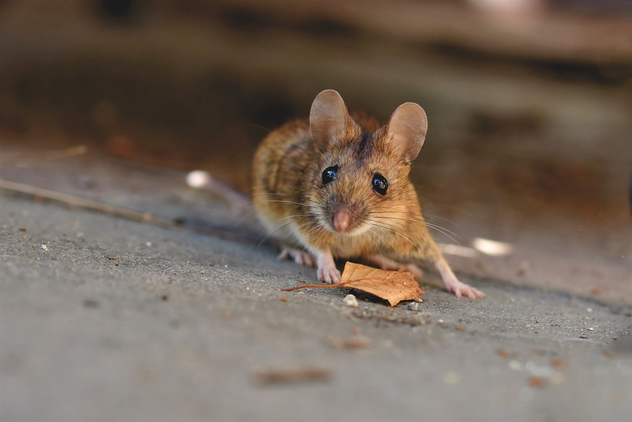 house mouse, mouse, long-tailed mouse