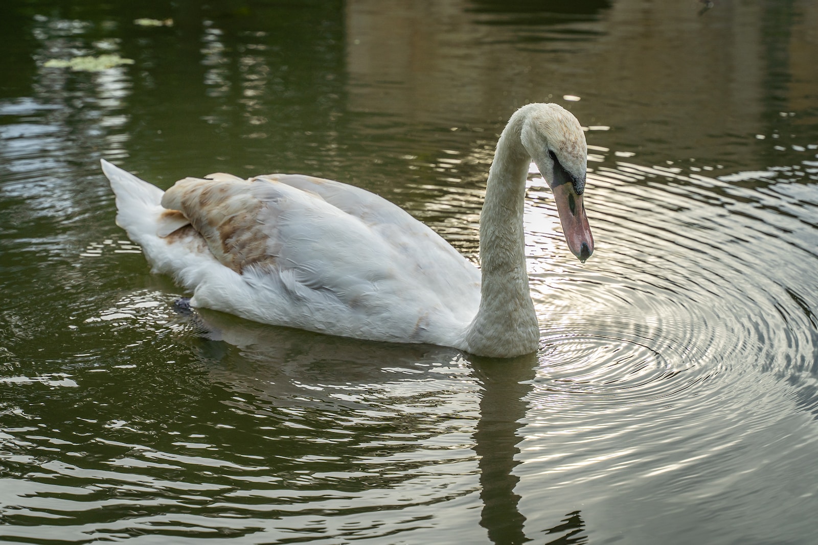 a swan is swimming in the water with its head under the water's surface