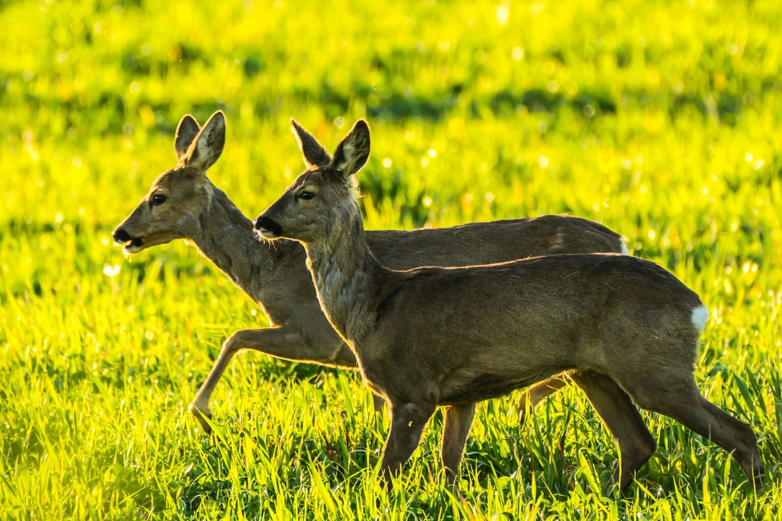 Was fressen Rehe? Jawina