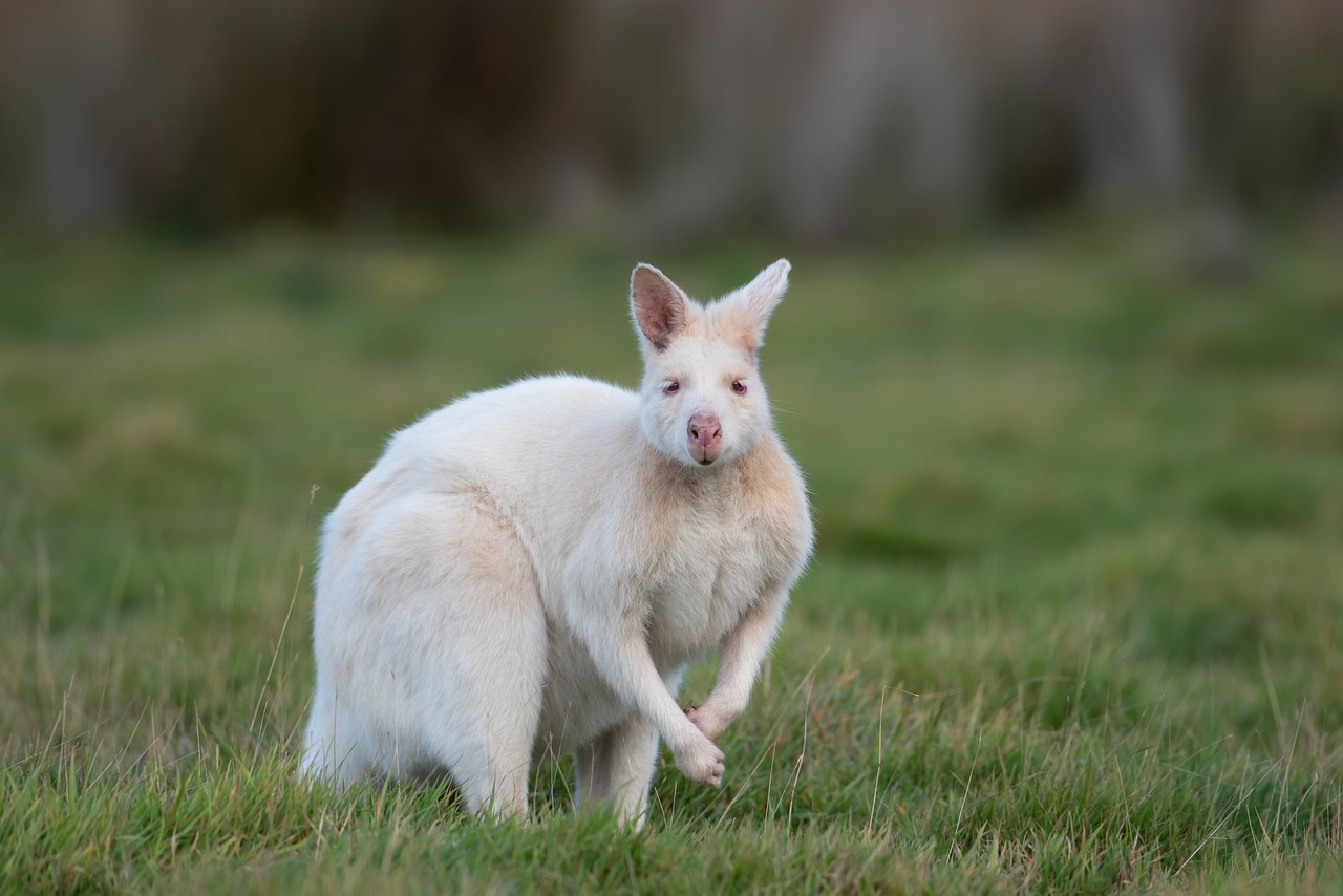 albino-tiere-selten