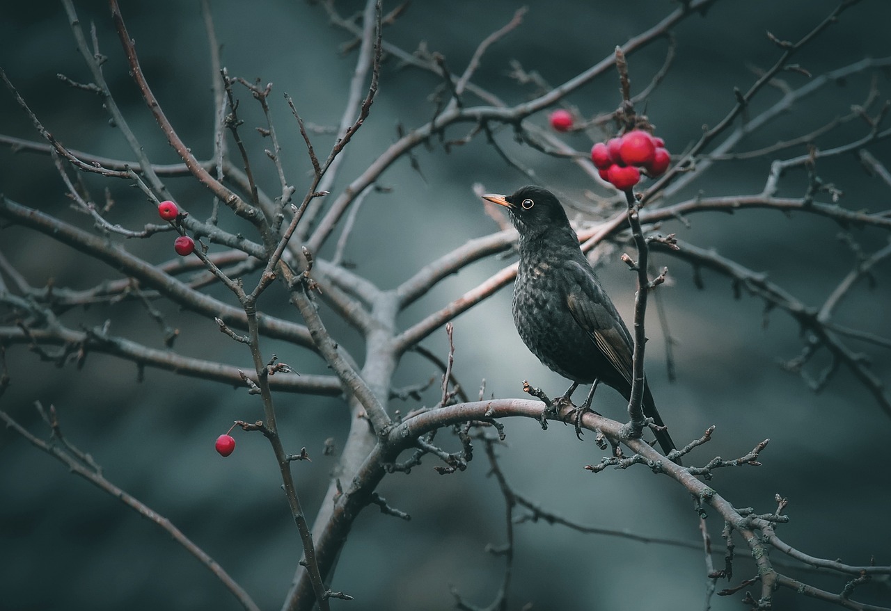 bird, blackbird, nature